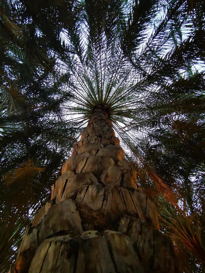 Alberi Hatta